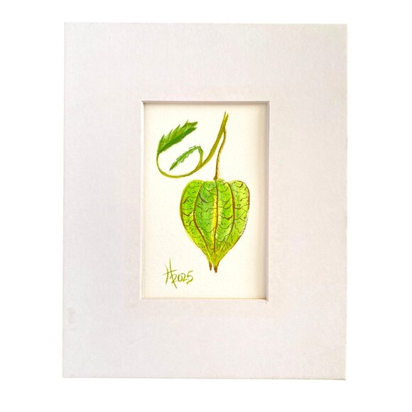 Ground Cherry Pod Original Watercolor Painting 8x10in Matted Frame Ready - Picture 3 of 5